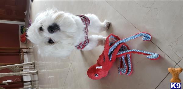 a maltese dog wearing a garment