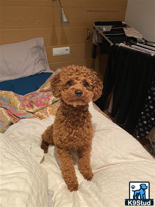 a poodle dog sitting on a bed