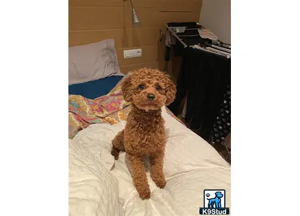 a poodle dog sitting on a bed