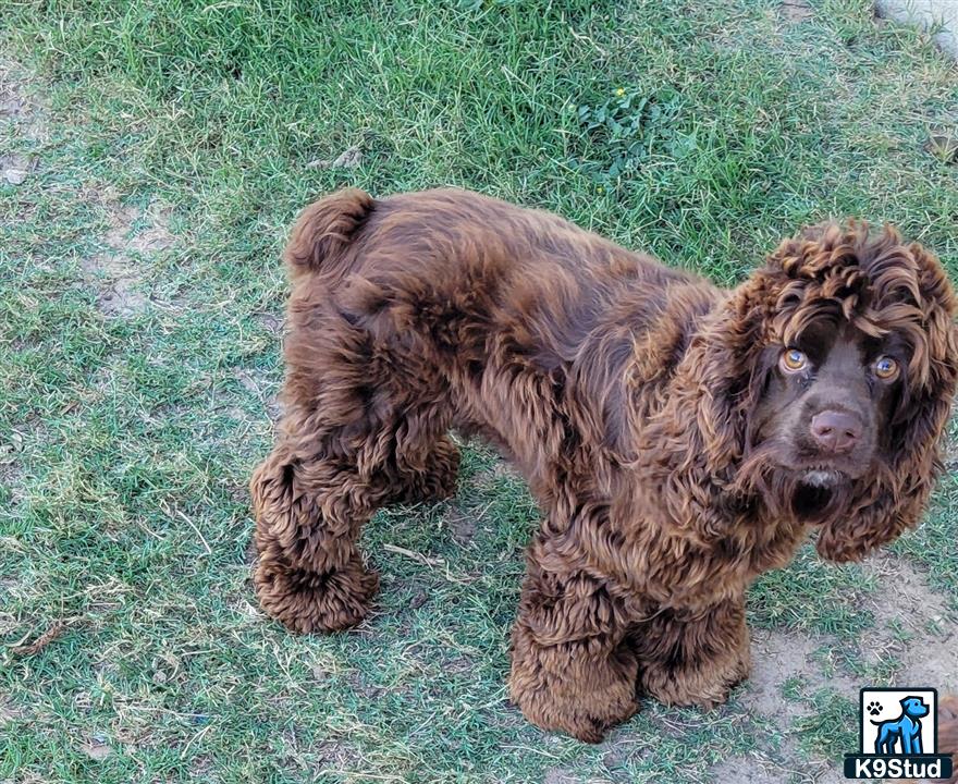 a cocker spaniel dog lying on grass