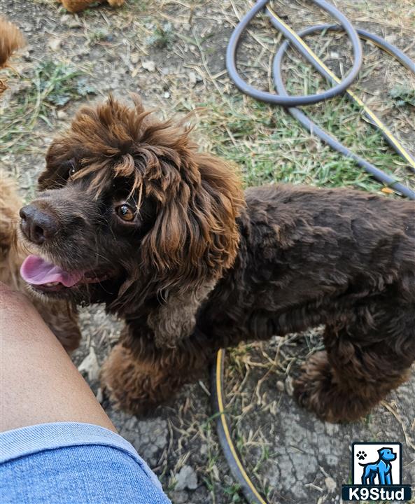 a cocker spaniel dog sitting on the ground