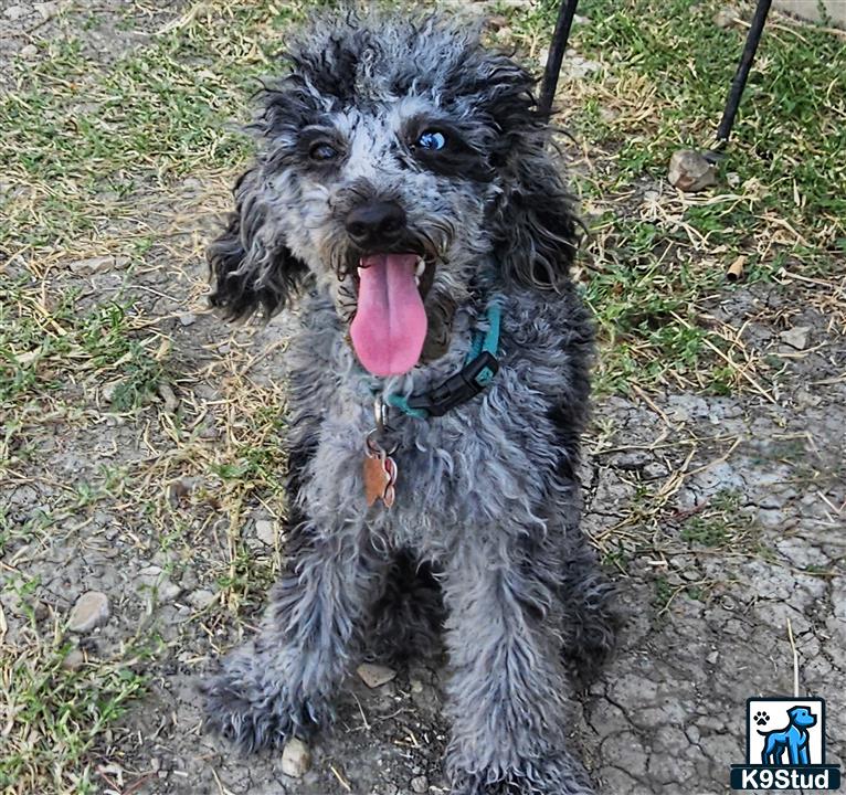 a poodle dog standing on grass