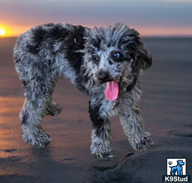 a poodle dog running on a beach