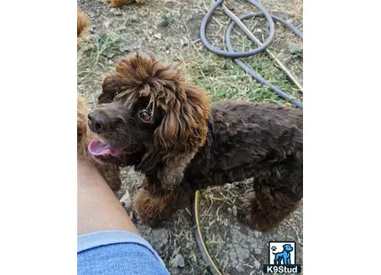 a cocker spaniel dog sitting on the ground