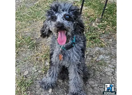 a poodle dog standing on grass