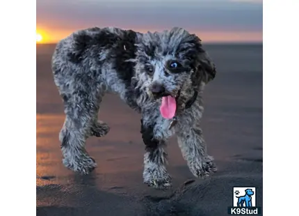 a poodle dog running on a beach