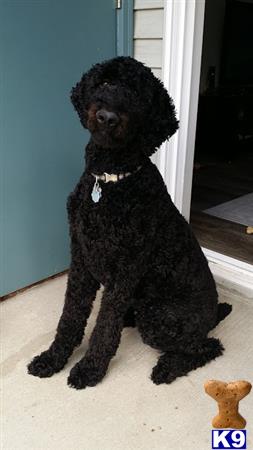 a black poodle dog sitting on the floor