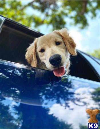 a golden retriever dog sticking its tongue out of a car window