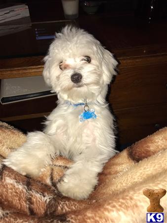 a maltese dog sitting on a couch