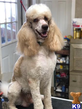 a poodle dog with a wig