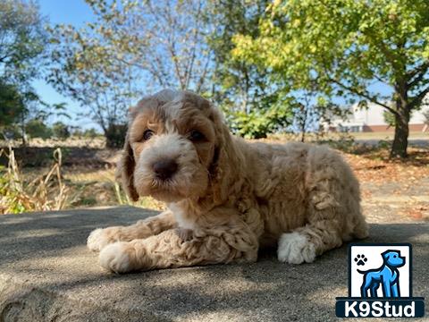 a poodle dog lying on the ground