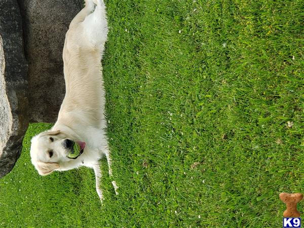 a golden retriever dog standing on grass