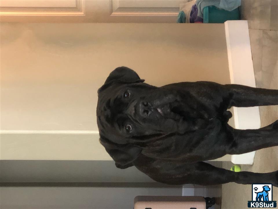 a black cane corso dog on a shelf