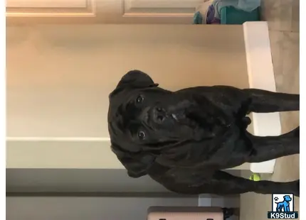 a black cane corso dog on a shelf