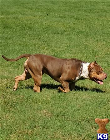 a american bully dog running on grass