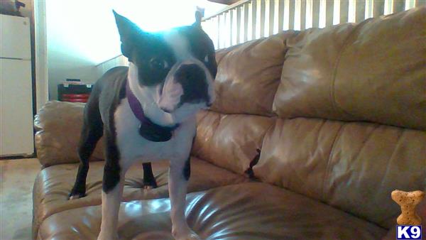 a cat and a boston terrier dog on a couch