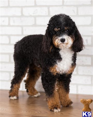 a poodle dog standing on a wood floor