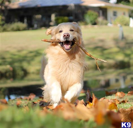 a golden retriever dog running through a field of flowers