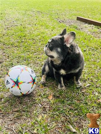 a french bulldog dog sitting on grass with a ball