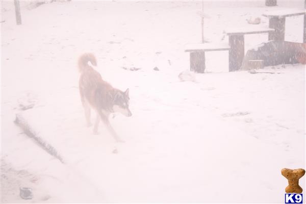 a siberian husky dog walking in the snow
