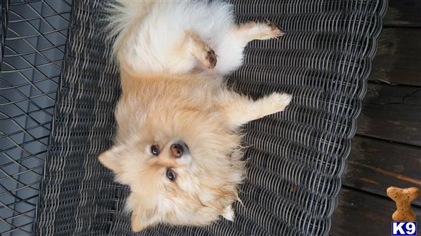 a pomeranian dog lying on a chair