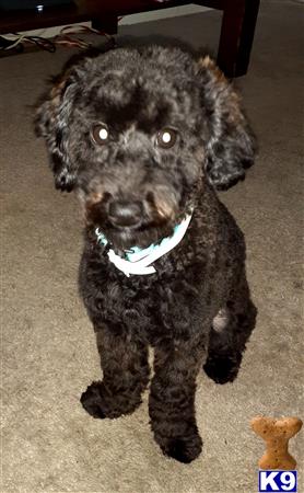 a poodle dog with a bandana on its head