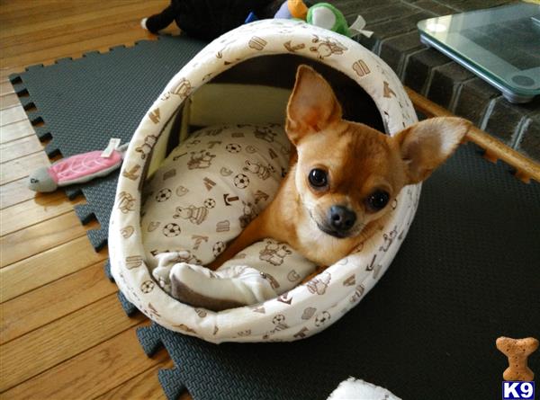 a chihuahua dog lying in a chihuahua dog bed