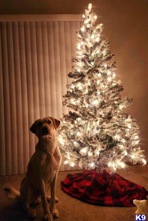 a labrador retriever dog sitting next to a christmas tree
