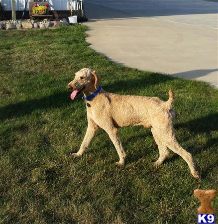 a poodle dog standing on grass