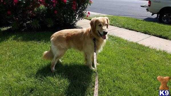 a golden retriever dog on a leash on grass