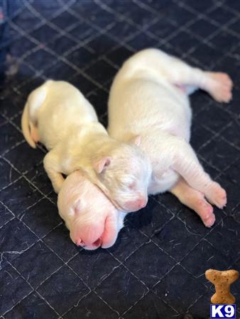 a group of dogo argentino puppies lying on a black surface