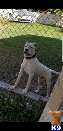 a dogo argentino dog sitting on a bench