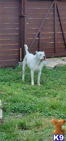 a white dogo argentino dog standing on grass