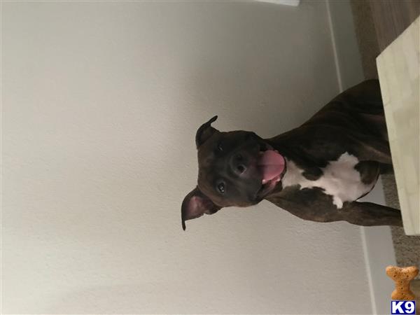 a american staffordshire terrier dog with its tongue out