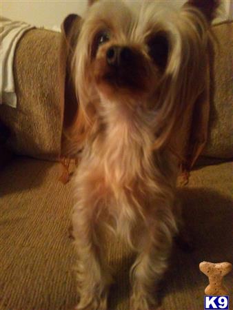 a yorkshire terrier dog sitting on a couch