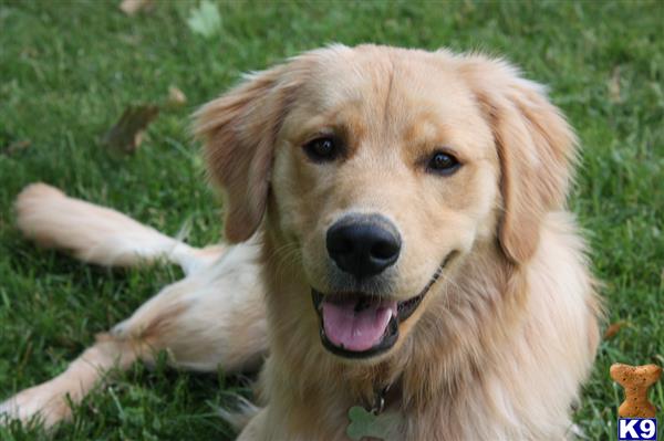 a golden retriever dog lying in the grass