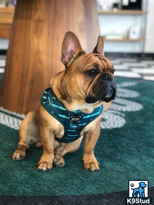 a french bulldog dog wearing a shirt