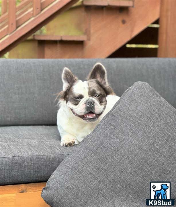 a french bulldog dog sitting on a couch