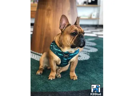 a french bulldog dog wearing a shirt