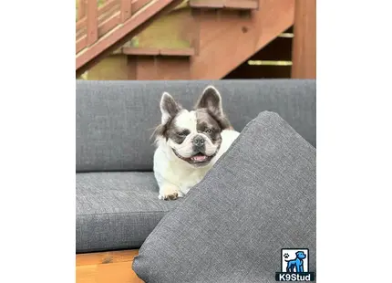 a french bulldog dog sitting on a couch