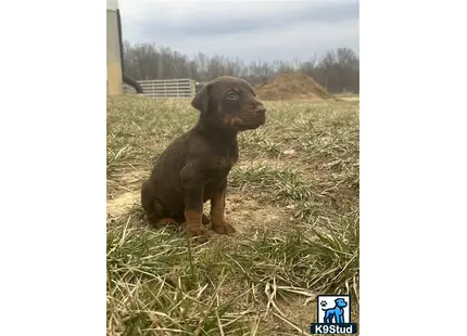 a doberman pinscher dog sitting in a field