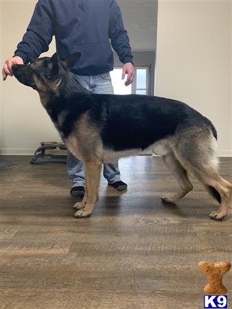 a german shepherd dog standing on a persons legs