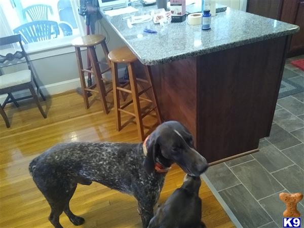 a german shorthaired pointer dog standing on a tile floor