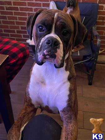 a boxer dog sitting on a wood floor