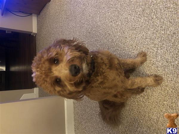 a goldendoodles dog lying on the floor