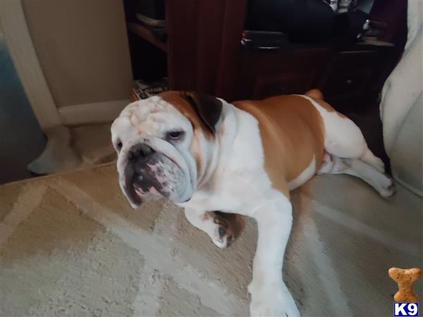 a english bulldog dog lying on the floor