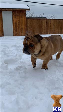 a english bulldog dog running in the snow