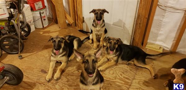 a group of german shepherd dogs sitting on the floor
