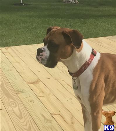 a boxer dog standing on a wood deck