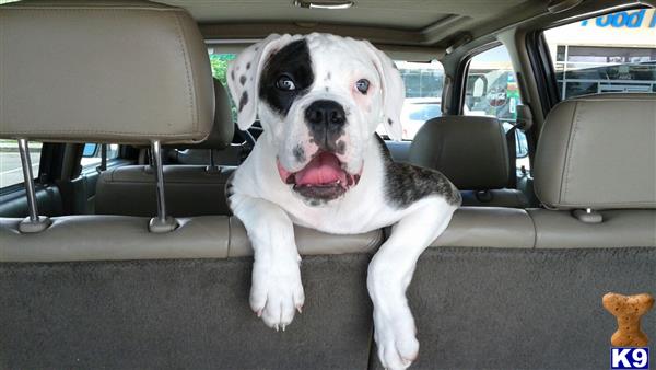 a american bulldog dog sitting in a car